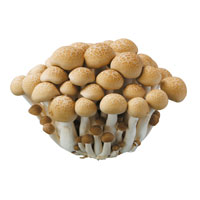 ブナシメジ１パック（１００ｇ）　長野県北海道産などの国内産